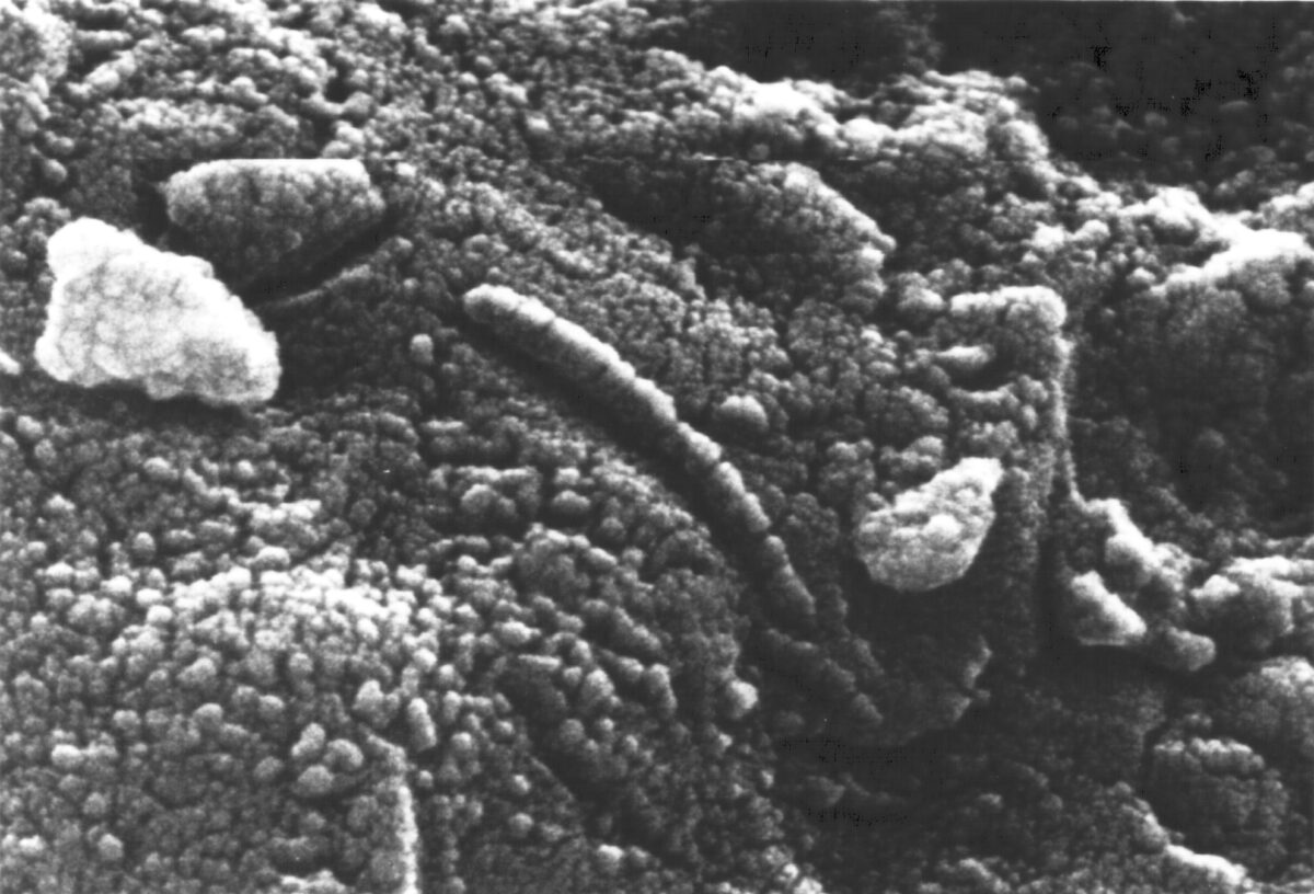 ALH84001 electron micrograph